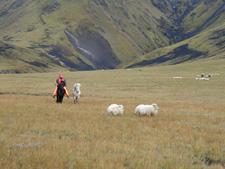 Iceland-Iceland Shorts-Sheep Round-Up on Horseback